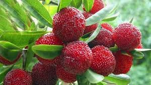 Kafal (Himalayan Bayberry)